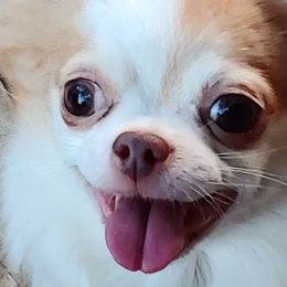 Chihuahuas from Happi Daze