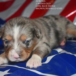 Aurora - Blue merle female Miniature Australian Shepherd puppy in Patterson, North Carolina from DreamLine Aussies