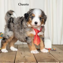 Cheerio - Blue merle male Bernedoodle puppy in St Joe, Indiana from Pawsh Bernedoodles