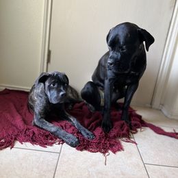 Cane Corso Puppies from jada dupre