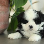 Maltipoo, Shichon, and Shihpoo Puppies from Timbercreek Puppies
