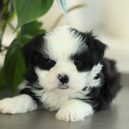 Maltipoo, Shichon, and Shihpoo Puppies from Timbercreek Puppies