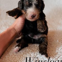 Bernedoodle Puppies from 5280 Bernedoodles