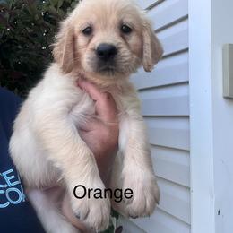 Orange collar - Golden female Golden Retriever puppy in Jesup, Georgia from Painted Platinum Retrievers (Painted Platinum Kennel) PPK