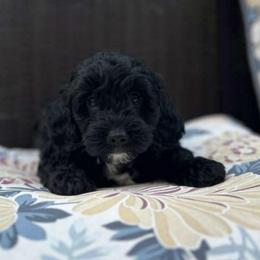 Honey - Black and white female Bernedoodle puppy in Statesville, North Carolina from Loves legacy Doodles