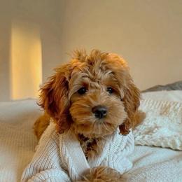 Clover - Sable female Goldendoodle puppy in Brandon, Florida from Murphys Doodles