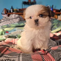 Lily - Sable female Shih Tzu puppy in Stroudsburg, Pennsylvania from Puppyville Pa Shih Tzu & frenchies