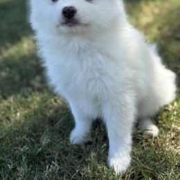 Polar - White male Pomsky puppy in Casa Grande, Arizona from Arizonas Pomsky Squad