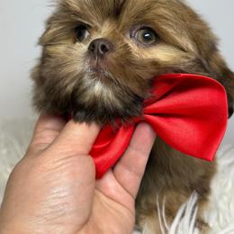 Chewie - Liver male Shih Tzu puppy in Austin, Texas from Shih Tzu’s  ‘N’ Love