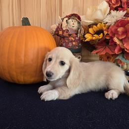 Dachshund Puppies from Mel's LowRider Ranch