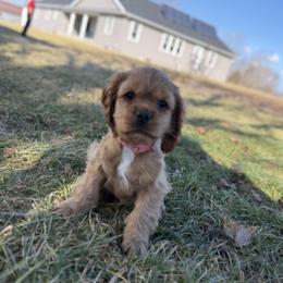 Zula - Red female Cocker Spaniel puppy in However, Indiana from A&J Kennel