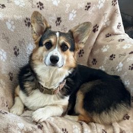 Chloe - Pembroke Welsh Corgi