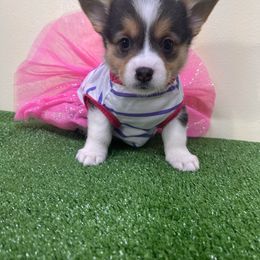 Pembroke Welsh Corgi Puppies from Chases Dream Kennel