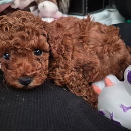 Soy - Red  female Poodle puppy in Corona, California from Poodle house CA