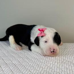 Cotton Candy - Black and white female Sheepadoodle puppy in Adams, Nebraska from Boxcar Doodles and Poodles
