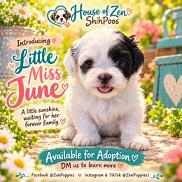 June - Black and white female Shihpoo puppy in Mesa, Arizona from House of Zen Shihtzus