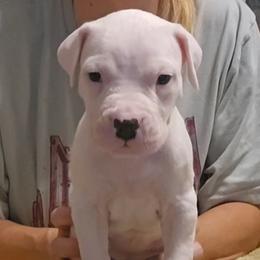 Snow White - White female Dogo Argentino puppy in Bear River City, Utah from Valkka Kennels