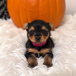 Coco- (Magenta collar) - Black and tan female Yorkshire Terrier puppy in Selden, New York from Alisha's Yorkshire Terriers