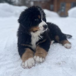 Bernese Mountain Dog and Scottish Terrier Puppies from Defiant