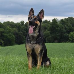 French Bulldogs and German Shepherds from Windy Hill