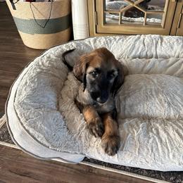 Princess Rose - Red female Afghan Hound puppy in Cottonwood, California from California Royal Afghans
