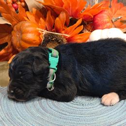 Boy 1 - Black tri-color male Aussiedoodle puppy in Mouth Of Wilson, Virginia from Holly Ridge Aussies, Aussiedoodles & Corgis