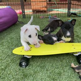 Miniature Bull Terrier Puppies from Triumph Miniature Bull Terriers