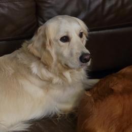 Bernese Mountain Dogs and Golden Retrievers from Millstone Kennel