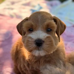 Red Collar Male - Wheaten male Miniature Schnauzer puppy in Calhoun, Georgia from The BrickHouse Miniature Schnauzers