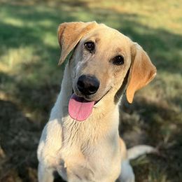 Lori - Labrador Retriever