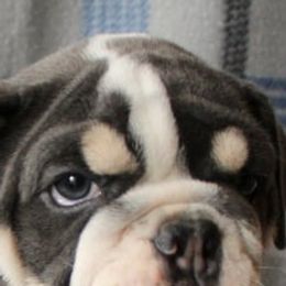 Bulldogs from Dog Blessed Bullies