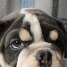 Bulldogs from Dog Blessed Bullies