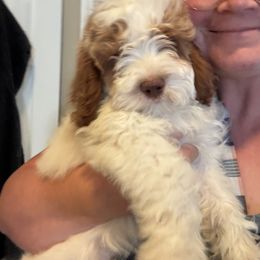 Bernedoodle, Cavapoo, and Poodle Puppies from Liberty Farms Puppies