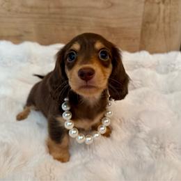 Quinn - Chocolate and tan female Dachshund puppy in Bennett, North Carolina from Cherished Dachshunds