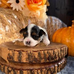 Jewel - Parti female Yorkshire Terrier puppy in Howe, Oklahoma from Ray Holder
