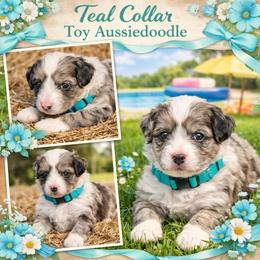 Teal collar toy - Red merle female Aussiedoodle puppy in 32046, Florida from River Hill Ranch
