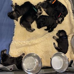 Miniature Schnauzer Puppies from Black Gold Miniature Schnauzers