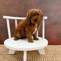 Reba - Red female Cockapoo puppy in Beresford, South Dakota from DAKOTA DOOD RANCH