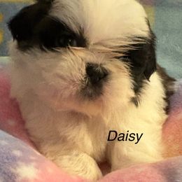 Girl 1 Daisy - Gold and white female Shih Tzu puppy in Madras, Oregon from Maridee’s ShihTzu