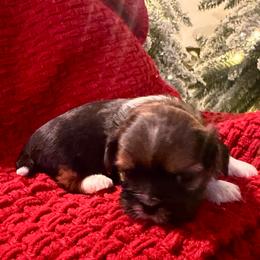 Rose - Black gold and white female Shih Tzu puppy in Lexington, North Carolina from SCS Shih Tzus