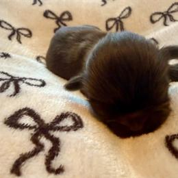 Hershey - Chocolate male Shih Tzu puppy in Sherman, Texas from Shannon’s Sugar Sweet Shih Tzu’s