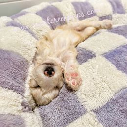 Buttercup - Fawn and white female Sheepadoodle puppy in Cambridge, Ohio from Sweet Creek Pups