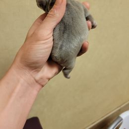 French Bulldog Puppies from Haas Frenchies LLC