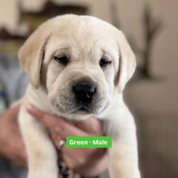 Labrador Retriever Puppies from Blue Line Labradors