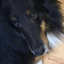 Shetland Sheepdogs from Sheltie Puppies