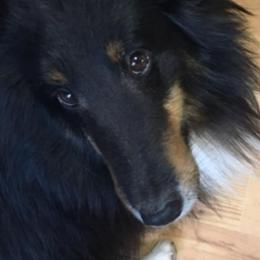 Shetland Sheepdogs from Sheltie Puppies