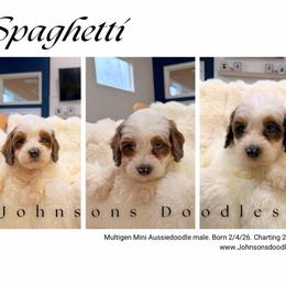 Spaghetti - Red merle male Aussiedoodle puppy in North Royalton, Ohio from Johnson's Doodles