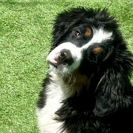 Aussiedoodles, Bernedoodles, and Bernese Mountain Dogs from Platinum Bernedoodles of Texas