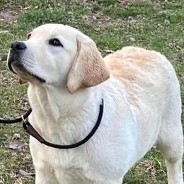Labrador Retrievers from South Mountain Labs