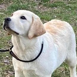 Labrador Retrievers from South Mountain Labs